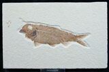 Knightia Fossil Fish - Wyoming #7595-1
